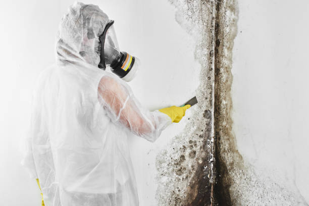 Office Mold Removal Services in Commercial Point, OH