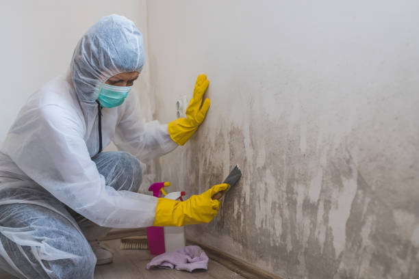 Best Mold Remediation  in Commercial Point, OH