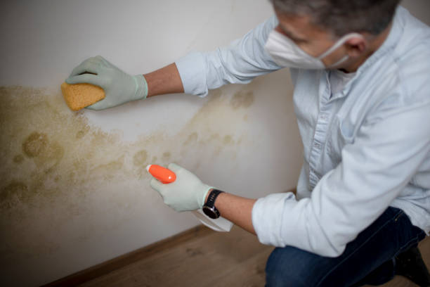 Best Attic Mold Removal  in Commercial Point, OH
