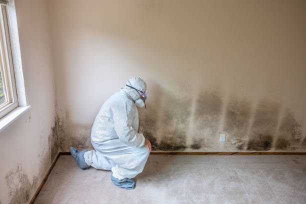 Commercial Point, OH Mold Removal Company