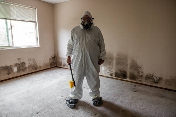 Best Best Mold Removal Companies  in Commercial Point, OH